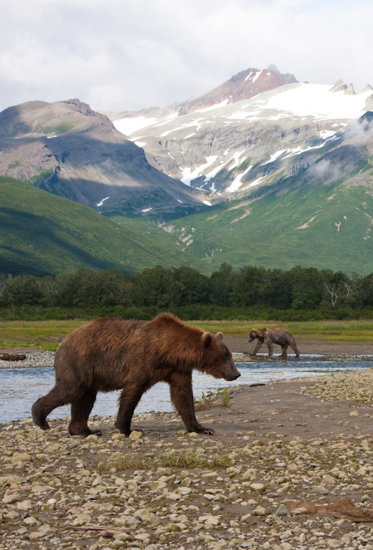 Grizzly Bears And Kejuik Mountains